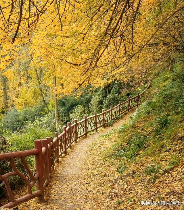 成都严重被低估的彩林徒步线路，1天轻松往返，山野壮观绚丽！