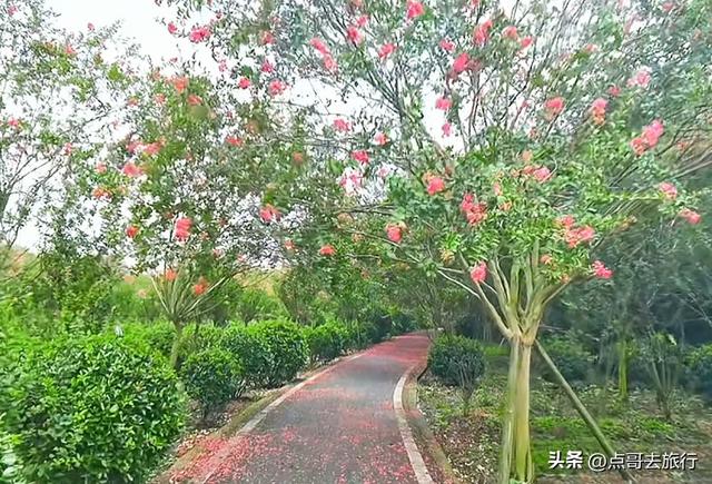 成都冷门紫薇花公园，满园紫粉超美，不要门票，公交车直达！