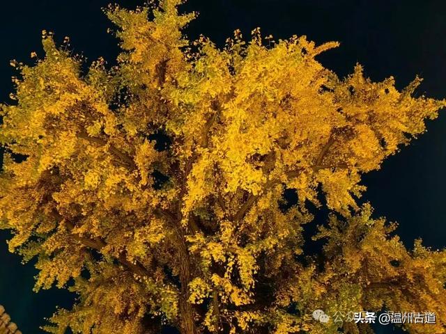 温州这棵深藏在百年民居的古银杏已经黄啦！夜晚比白天还要更迷人
