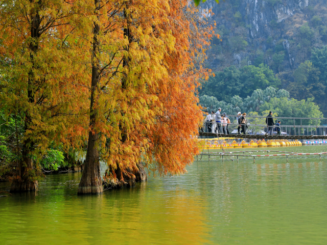 期待！七星岩落羽杉即将“变装”→