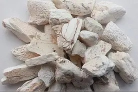 每日学一味中药--龙骨图片