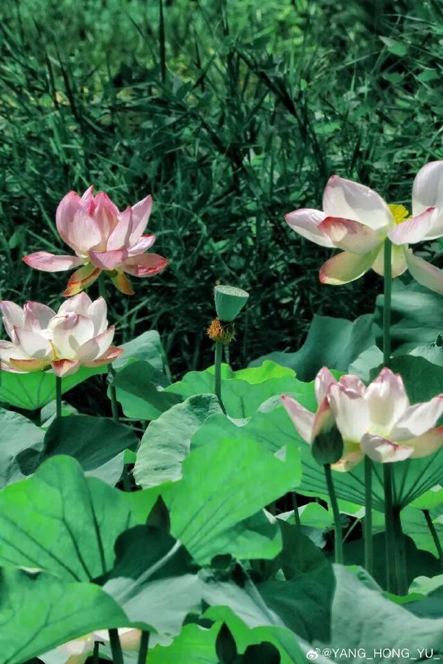 2025四季巡礼！100位寻美客邀你共绘最美泉城图鉴