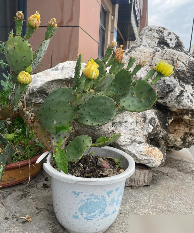 "花旺人不旺"，家里最好不要养这6种花，千万别不当一回事儿