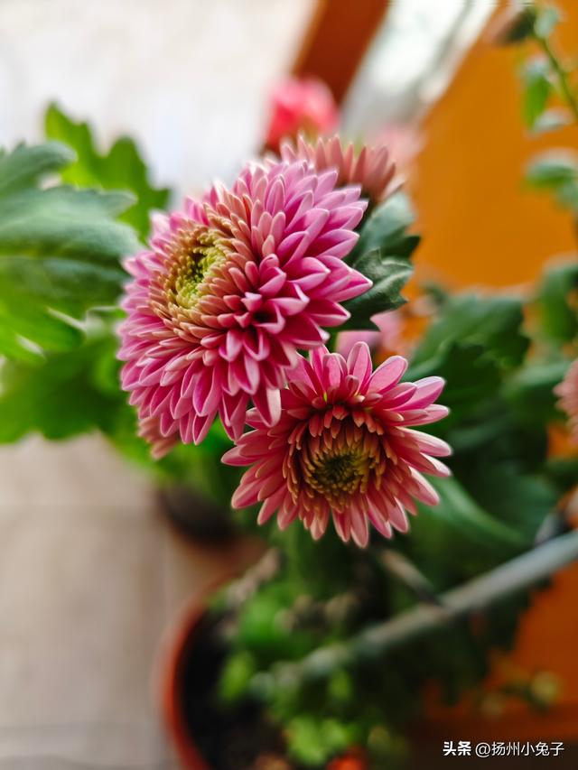 心安之处只有家，我回来了！