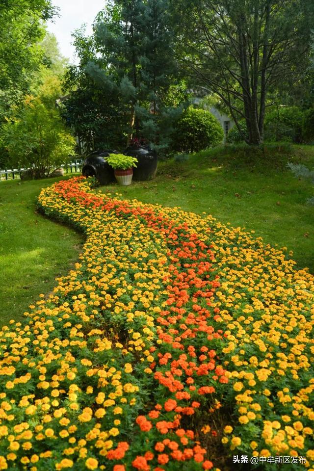 与中牟新区的秋，赴一场慢时光之约