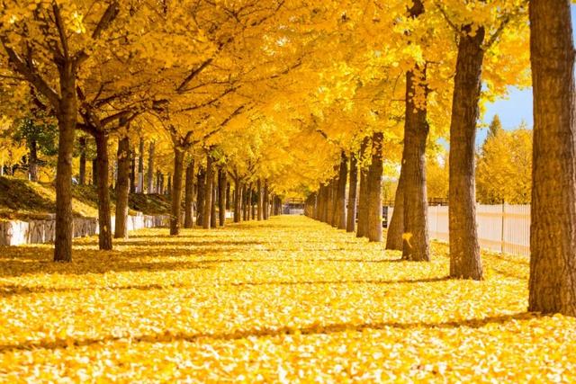 一眼惊艳！烟台这座小城最近太火了