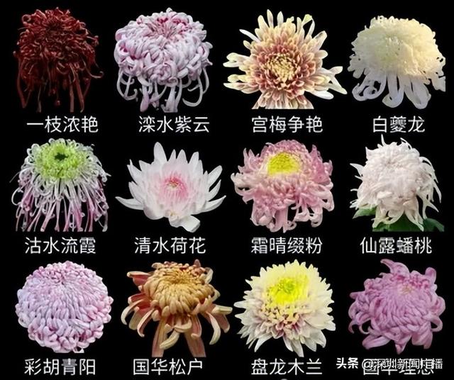 免费开放！持续21天！2025东湖公园菊花赏来啦~