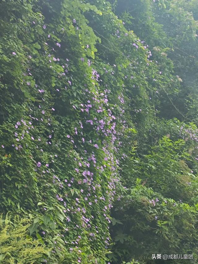 成都周边游丨去江油,看李白童年生活的地方,游小三峡