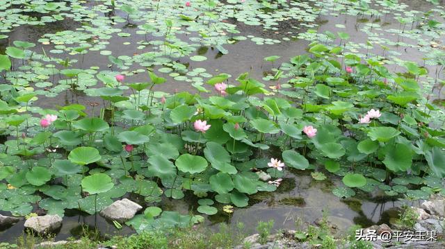 东方红，我拿什么来爱你（下）东方红小镇的“魅力”