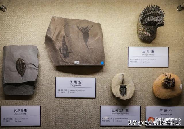 遇见•临夏丨金秋看展 与临夏文博来一场跨越时空的“对视”