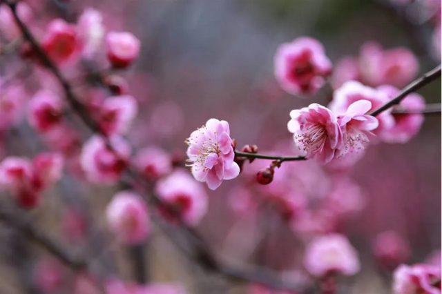 花果山景区：梅花绽放春意浓 踏青赏景正当时