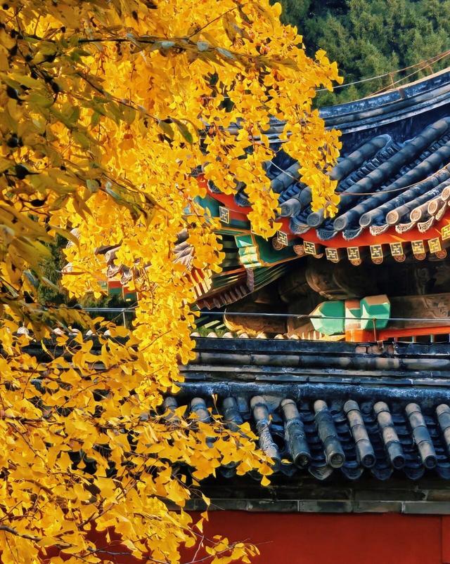 出片率100%！是时候来“京西小故宫”，邂逅一抹银杏黄