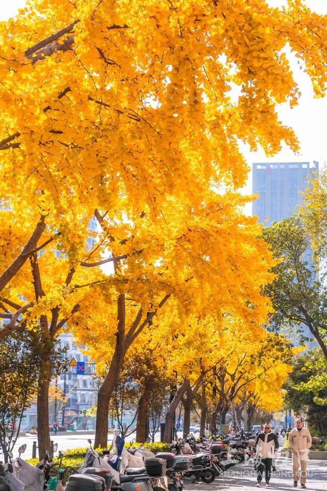 又到落叶季！错过等一年~