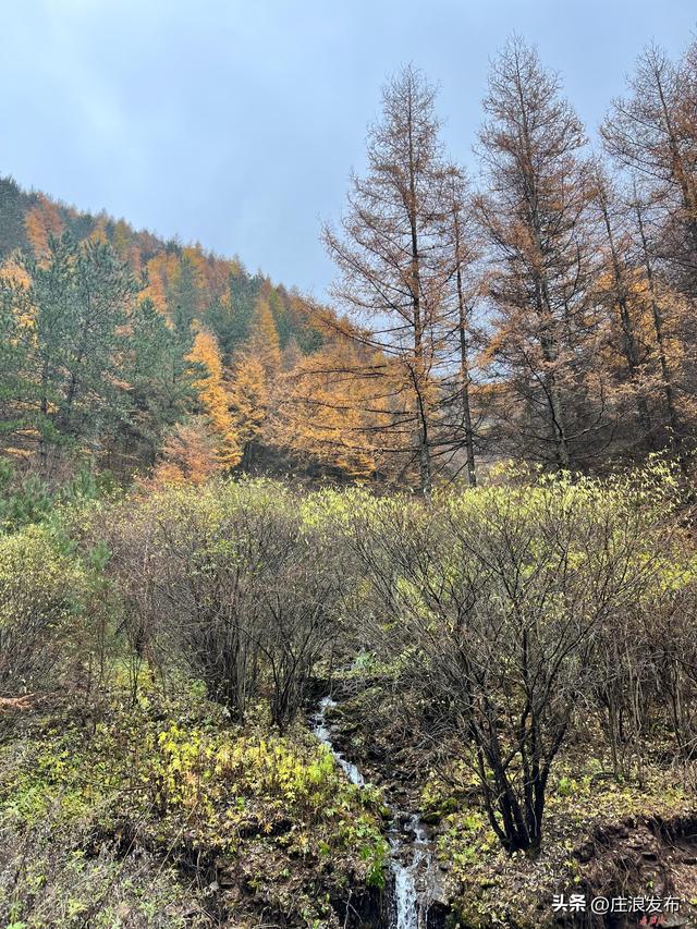 【摄影报道】庄浪：秋雨的关山是一种风骨美
