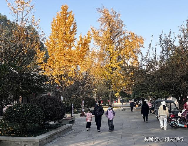 成都被私藏的彩林公园，流金溢彩，充满老城烟火气，地铁公交直达