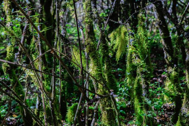 贡嘎大环线：在雪山的凝视下，与艰辛同行之巴王海（原创）