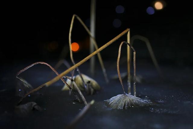 冬日微湖，慢养身心