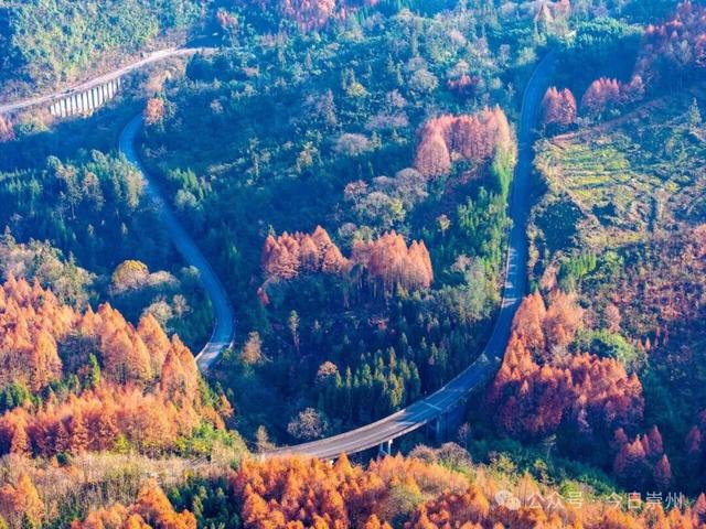 出片率100%！为崇州这些高颜值路连发三天朋友圈！