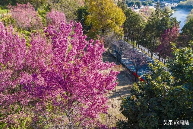 大理的樱花之美一如杭州的桂花之香，满城皆是，随处可闻