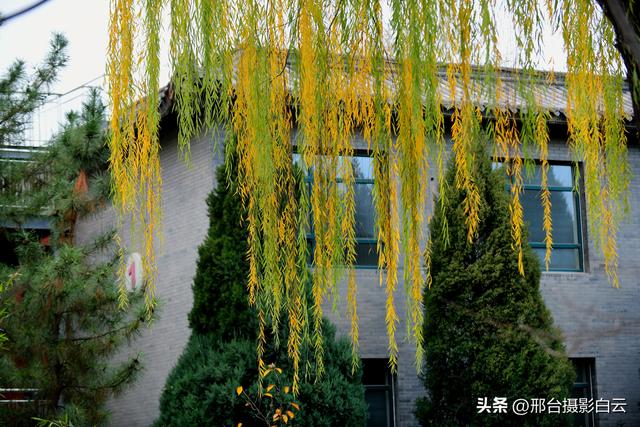 达活泉：公园披金衣，满目黄金柳（图）