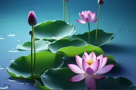 壁纸︳“心有莲花开 好运自然来”愿你心静如水，愿你心怀暖阳。 ​​​图片