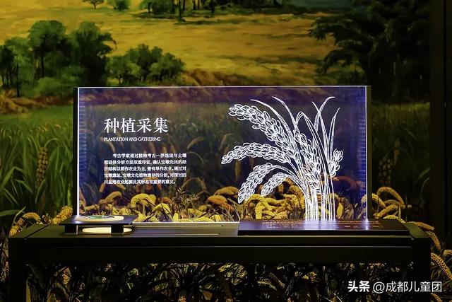 夏天一定要看一次稻田！这4处可看，还能喝下午茶逛博物馆