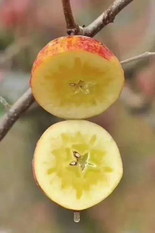 摘果果！九襄金花梨已成熟！收藏这篇带你摘果吃牛肉，解锁宝藏千年古镇！