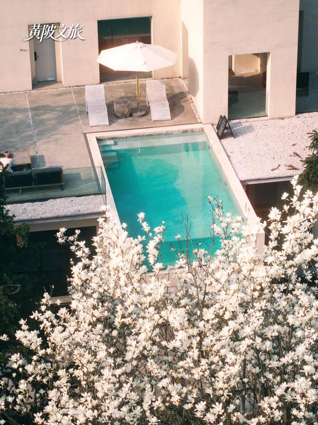 限时一周！黄陂的玉兰瀑布藏不住了