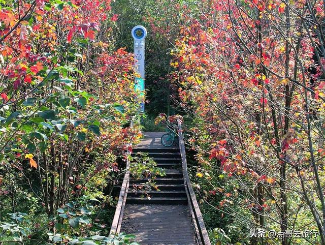 成都最美的枫叶公园，已惊艳上线，都不要门票，地铁公交车直达！