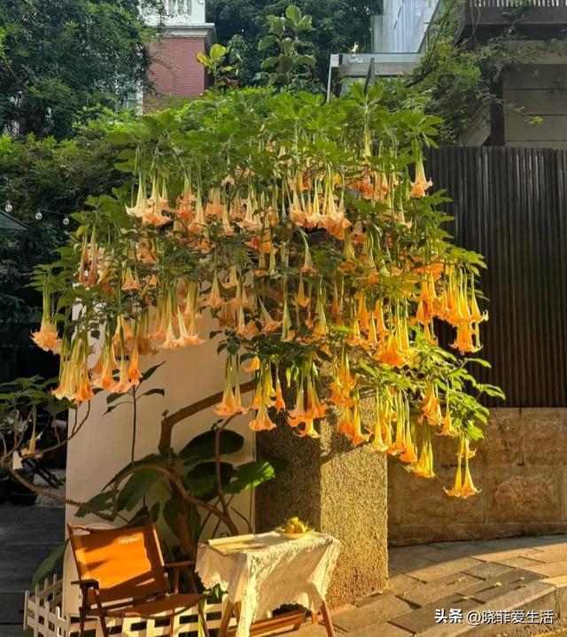 厦门一户人家把“曼陀罗”养大门口，太迷人，吸引无数人拍照打卡