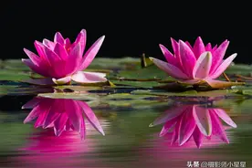 摄影技巧：水中睡美人，睡莲正绽放！这样拍很吸睛～图片