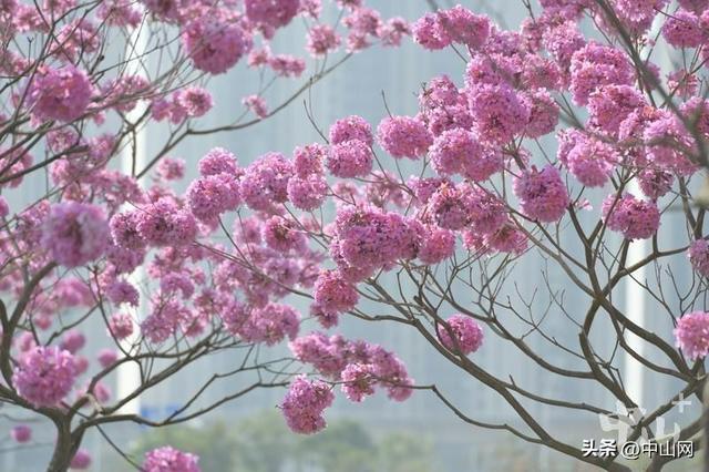 紫花风铃木、美丽异木棉……中山这些公园花开正好，快去打卡