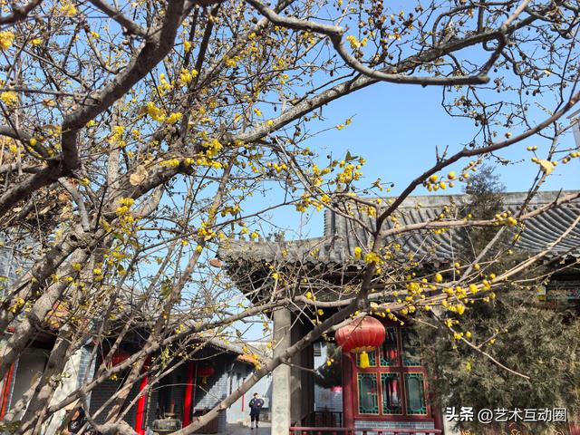 十方院赏腊梅 沉醉古韵幽香