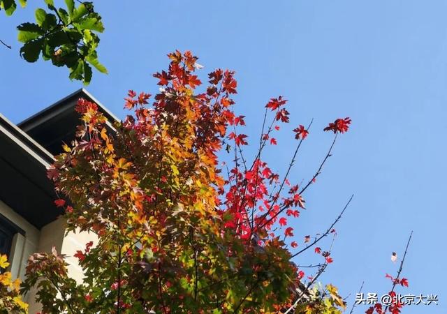 秋天来大兴！这波彩色 “多巴胺” 直接美到“心巴”上——