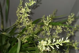 男子养5年的龙血树“开花了”，仙气飘飘的很壮观，网友：发财了图片