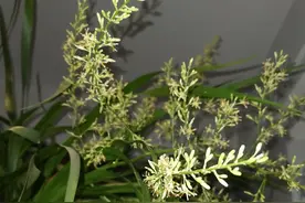 男子养5年的龙血树“开花了”，仙气飘飘的很壮观，网友：发财了图片