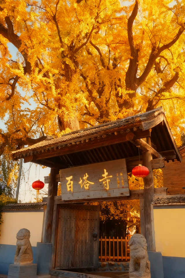 顶流回归！西安5个绝美银杏打卡地！