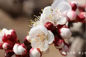 赏花踏青正当时！平阴今年花期预报来了图片