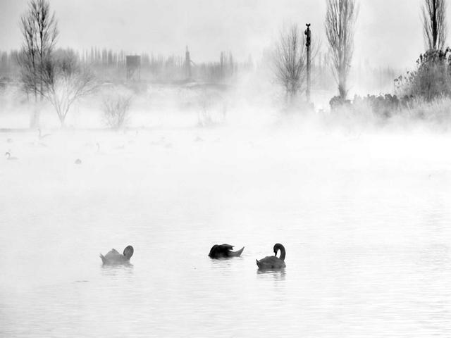 伊宁天鹅泉湿地公园：冬日里的生态诗画