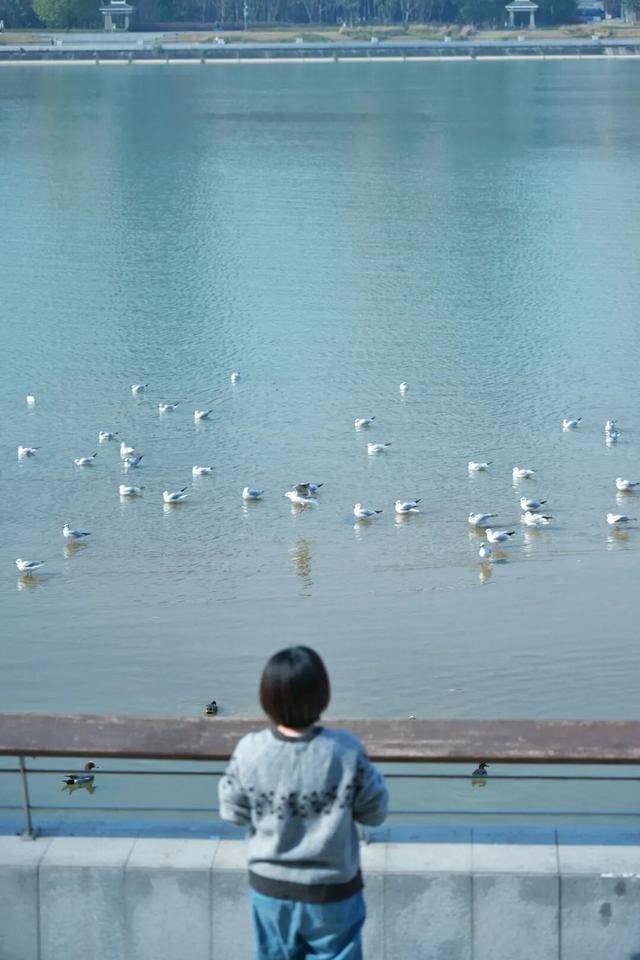 走，成都出发看“海鸥”！24分钟拢德阳，动车5分钟一趟说走就走