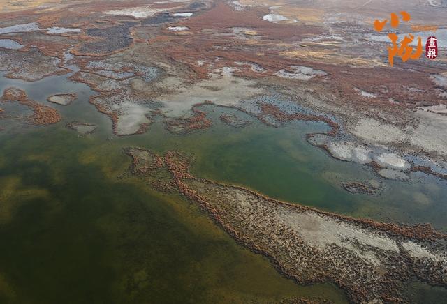 【小陇画报·468期】酒泉：金镶碧嵌的湿地画卷