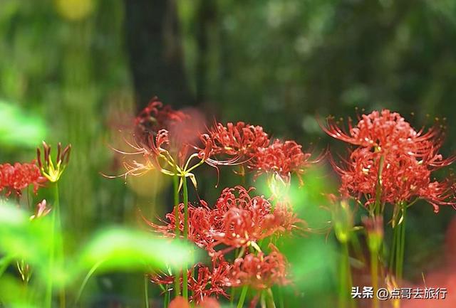 成都第一批彼岸花来了，秋日的火红，超级绚烂，地铁公交车直达！