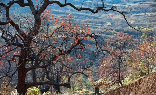 青州的秋天，从这份甜蜜开始