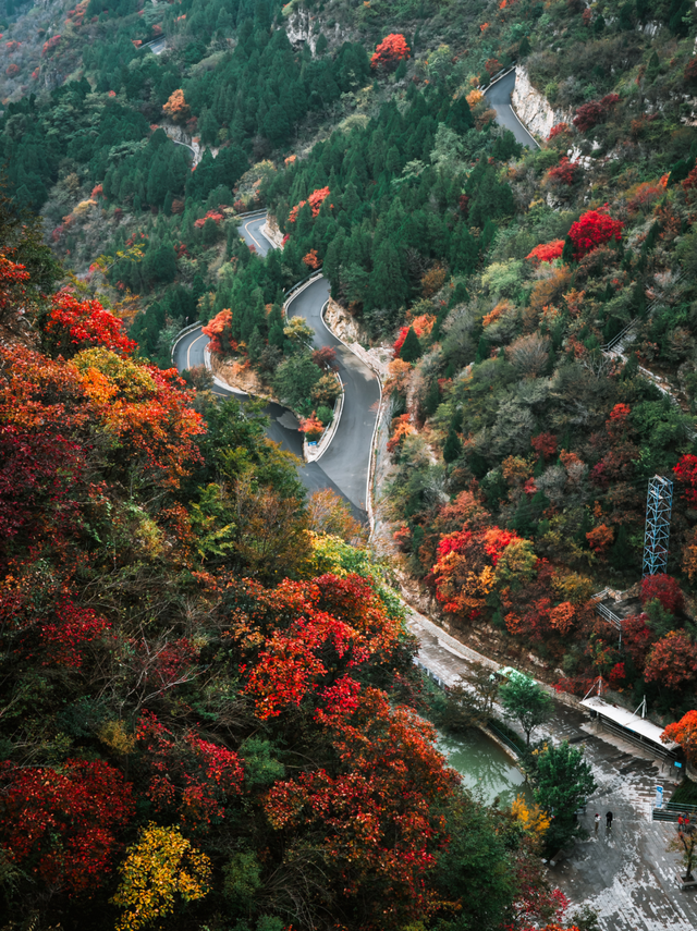 即刻出发，解锁淄博「秋日限定」模式，错过等明年！