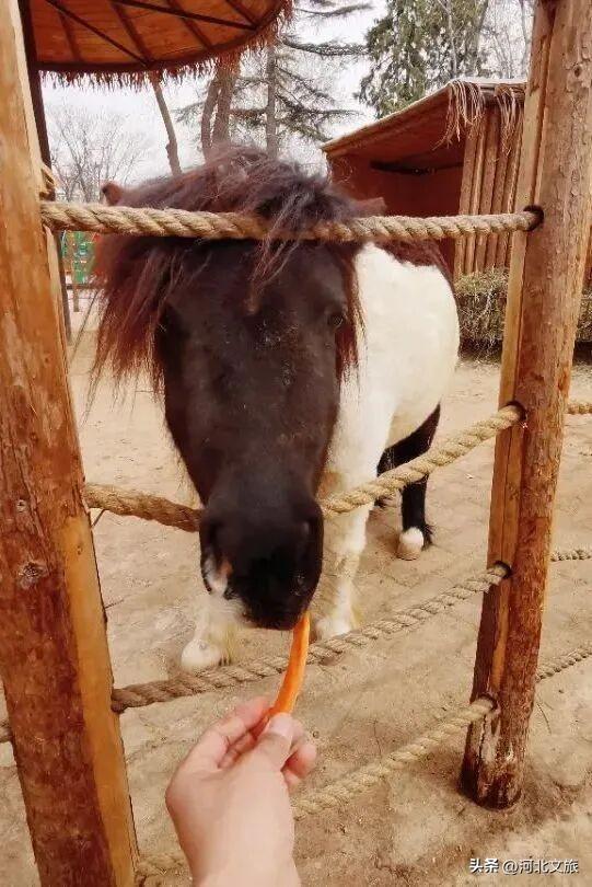 在保定，体验真实版“疯狂动物城”！