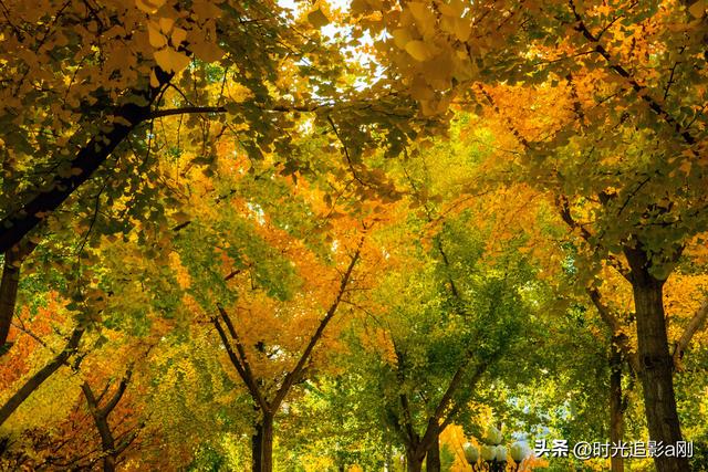 银杏季，一场不用预约的金色盛宴！