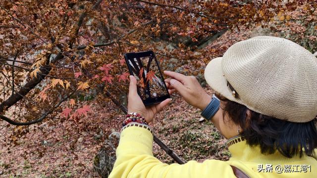 蓝山谷记：与十万株红枫的相遇