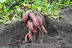 红薯什么时候种植和收成？大家记住这两点就行，真的很简单图片