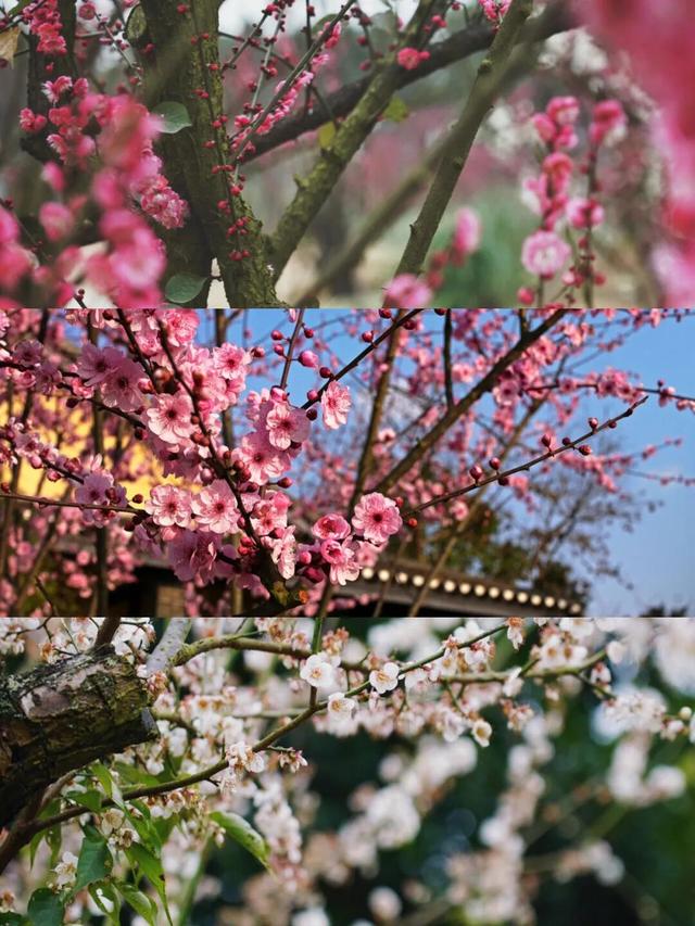 嘿！这里有一份南岸跨年游玩攻略，请查收~