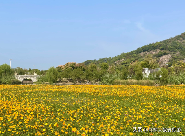 爱花小伙伴们：杭州湘湖花海盛放期来临，来免费嗅浪漫花香吧！